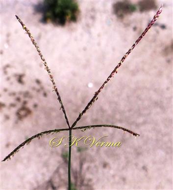  Inflorescence with 4 racemes